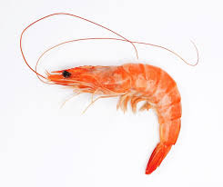 SHRIMP