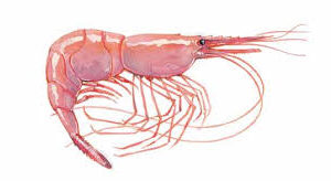 PINK SHRIMP