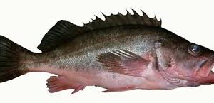 SILVERGRAY ROCKFISH