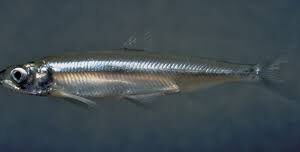 SMELT FISH