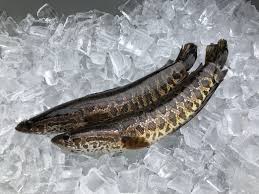 SNAKEHEAD
