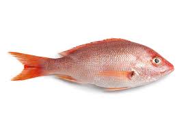 SNAPPER