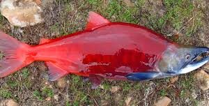 SOCKEYE SALMON