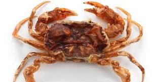 SOFT-SHELL CRABS