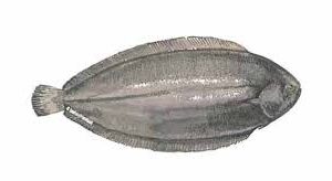 SOLE FISH