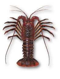 SPINY LOBSTER