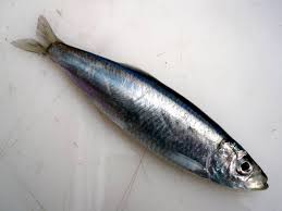 SPRAT