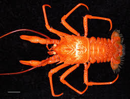 Squat lobsters