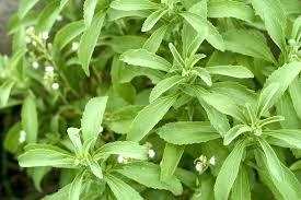 STEVIA LEAF