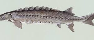 Sturgeons