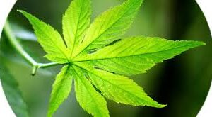 SWEET TEA EXTRACT