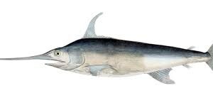 Swordfish