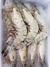 FROZEN TIGER PRAWNS