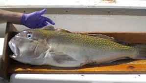 Tilefishes