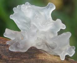 TREMELLA FUCIFORMIS