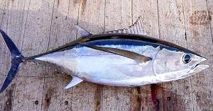 TUNA-Albacore