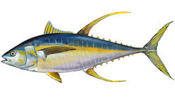 TUNA-YELLOWFIN