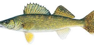 Walleye