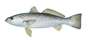 WEAKFISH