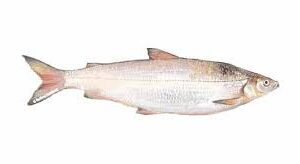 Whitefish