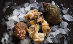 FROZEN WHELK