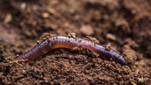 WORM