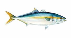 FROZEN Yellowtail Amberjack