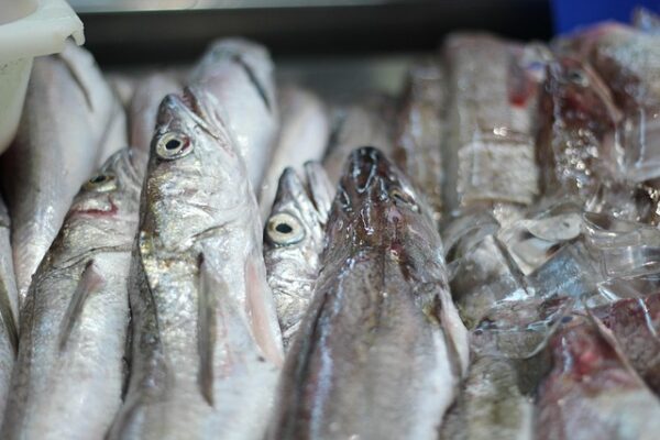 Frozen Fish